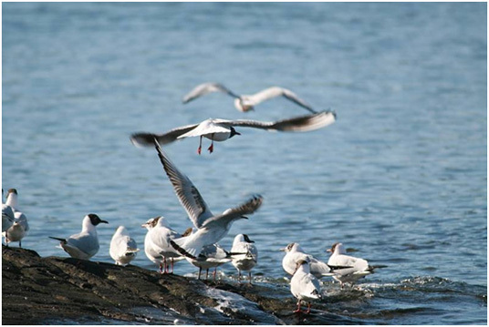 Hettemåker på holme. Foto: Kristin Karlsen.