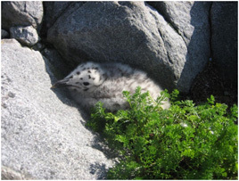 Unge av svartbak. Foto: Trond Erik Silsand.