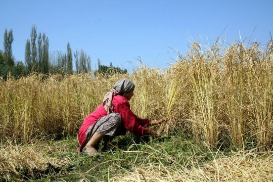Kvinnelig jordbruksarbeider på rismarker i India.