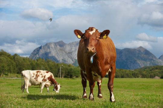 Nordnorsk økomatpris - Økologisk ku på Kjerringøy i Bodø