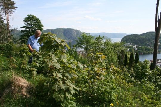 Frøplanter av platanlønn få måneder etter utsiktsrydding i byskog/bypark i Farsund. 