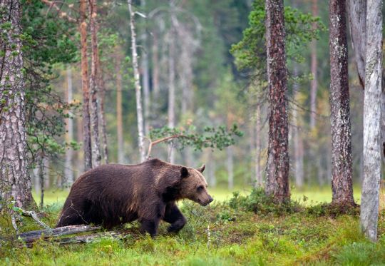 Bjørn. Foto: Bård Bredesen/Naturarkivet
