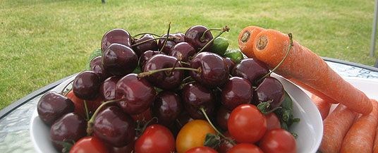 Sørlandsk morell og tomat dyrket under tak i godt selskap