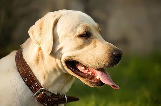 Hund
