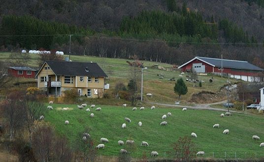 Sau på beite i Kvæfjord