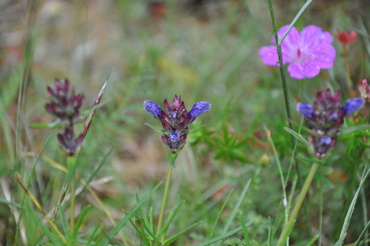 Den sårbare planten dragehode vokser bl.a. på Bygdøy i Oslo og er en av de prioriterte artene etter naturmangfoldloven. Foto: Marianne Gjørv.