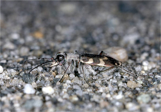 Billen elvesandjeger er klassifisert som sterkt truet på "Norsk rødliste for arter 2010". Den er nå en prioritert art etter naturmangfoldloven. Foto: Oddvar Hanssen.