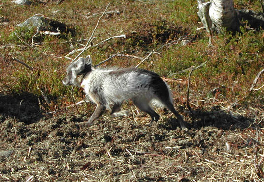 Avl av fjellrev har gjort det mulig å sette ut 15 fjellrever i naturen. Foto: Miljøverndepartementet.