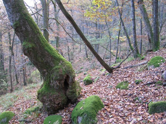 Gammel eikeskog er et levested for en rekke truede arter. Fra Skiftenes naturresservat. Foto: Arne Heggland.