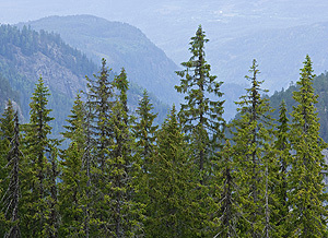 Granskog