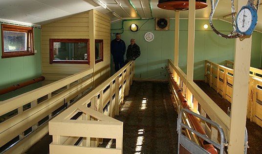 Ombygd grisehus til sau i Harstad.