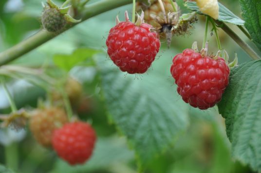 Bringebær på gren.