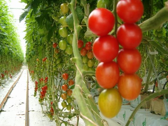 Tomatplanter i veksthus