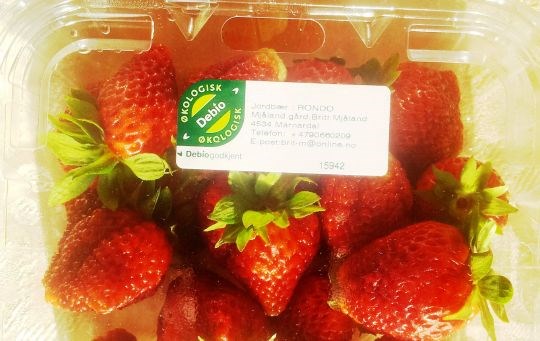 Økologiske Rondo jordbær
