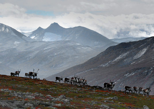 Tverrådalskyrkja med rein på Sjellflye i Breheimen nasjonalpark. Foto: Per Steinar Løkken.