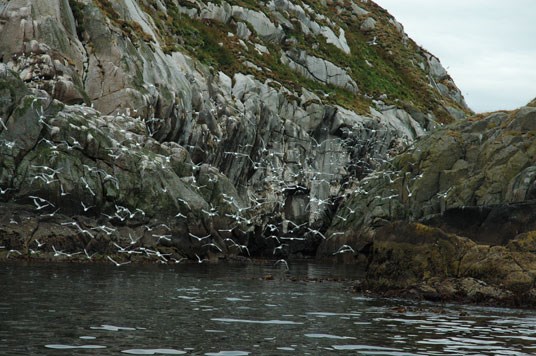 Kartlegging og overvåking gjennom SEAPOP-programmet har vist at flere bestander av sjøfugl er i nedgang i Barentshavet – Lofoten. Det er behov for ytterligere kunnskap om årsaker til nedgangen. Foto: Miljøverndepartementet.