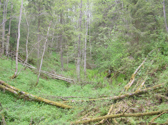 Gammel ravineskog i Frilset naturreservat. Foto: Terje Blindheim.
