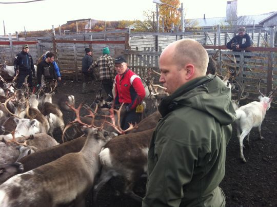 Landbruks- og matminister Trygve Slagsvold Vedum under merking og slakting av rein i Stabbursdalen i Lakselv, Finnmark