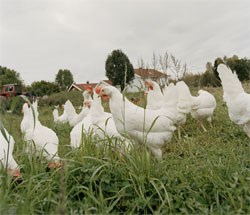 Økologiske høner