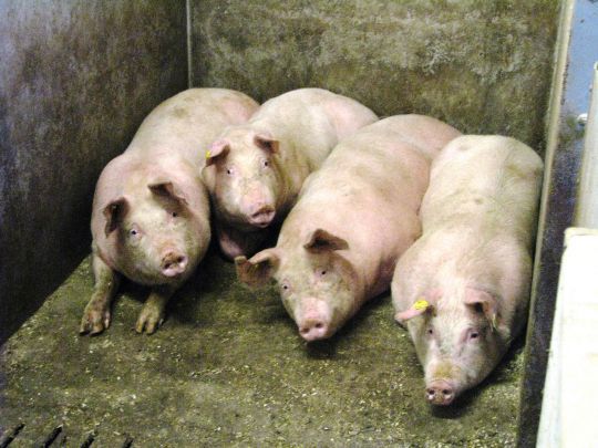 Lykkelige griser fôret med produkter fra Hennig Olsen iskrem og Christiansand Bryggeri