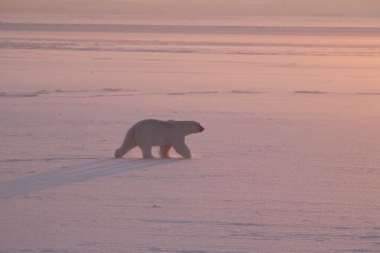 Isbjørn på drivisen på Svalbard 