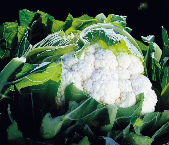 Blomkål