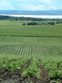 Produksjonslandskap i Stange vestbygd.