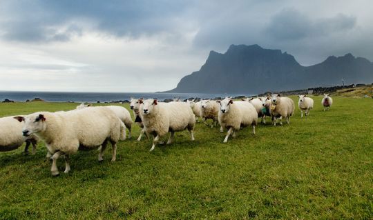 Lofotlam har  beskyttet geografisk betegnelse