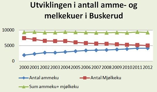 Utviklingen i antall amme- og melkekuer pr. 1. januar i perioden 2000-2012.
