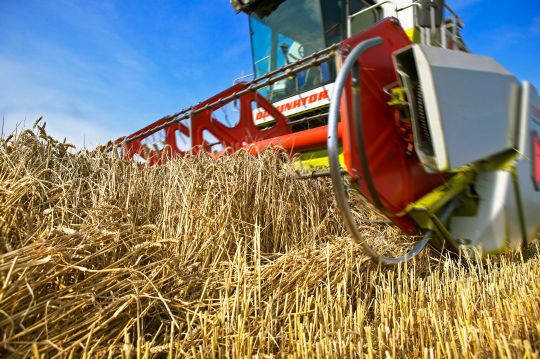 Kornhøsting 