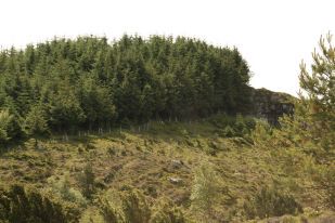 Sitkagranskog i kystlynghei. Foto: Anne Kjersti Narmo