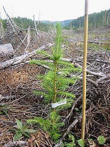 Liten skogplante