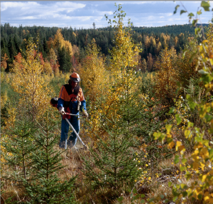 Resultatbaserte tilskudd direkte til skogsentreprenørene har ført til 50 prosent økning i ungskogpleiearealet i Ringerike og Hole. 